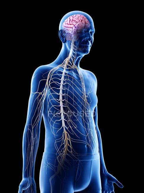Ilustración digital de la anatomía del hombre mayor mostrando el cerebro y los nervios . - foto de stock