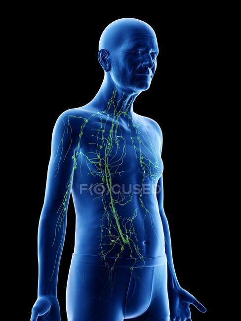 Ilustração digital da anatomia do homem sênior mostrando sistema linfático . — Fotografia de Stock