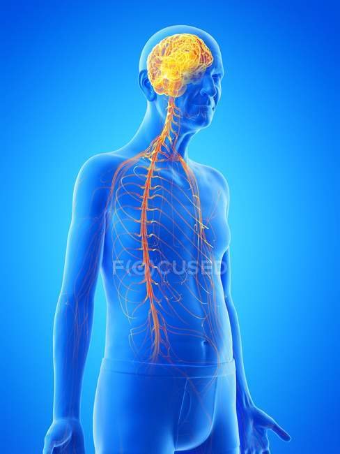Illustrazione digitale dell'anatomia dell'uomo anziano che mostra cervello e nervi . — Foto stock