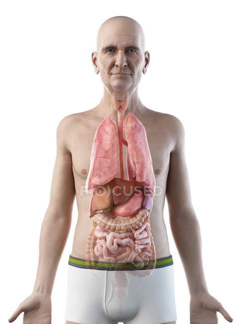 Digital Illustration Of Senior Man Anatomy Showing Internal Organs Biological Visible Stock Photo 342646058