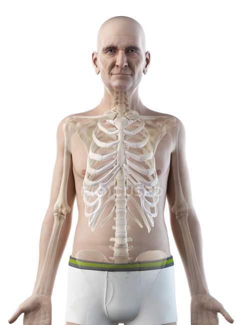 Цифрова ілюстрація анатомії старшої людини, що показує скелет . — стокове фото