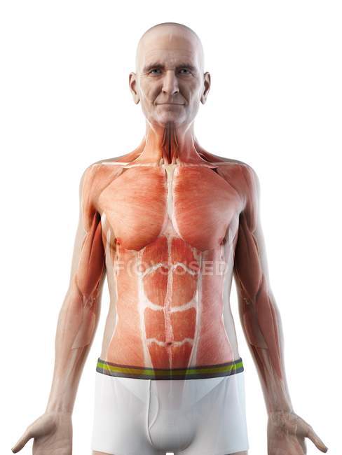 Digital illustration of senior man anatomy showing muscles. — Stock Photo