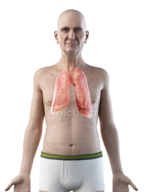 Цифрова ілюстрація анатомії чоловіка похилого віку з легенями.. — стокове фото