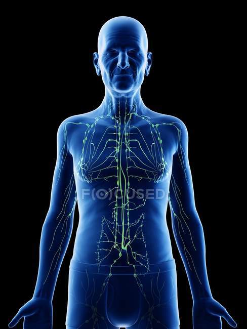 Ilustração digital da anatomia do homem sênior mostrando sistema linfático
. — Fotografia de Stock