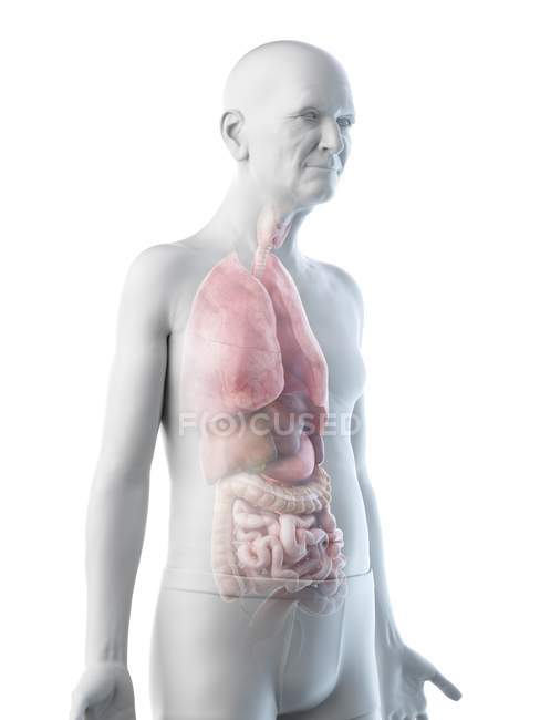 Illustrazione digitale dell'anatomia dell'uomo anziano che mostra gli organi interni . — Foto stock