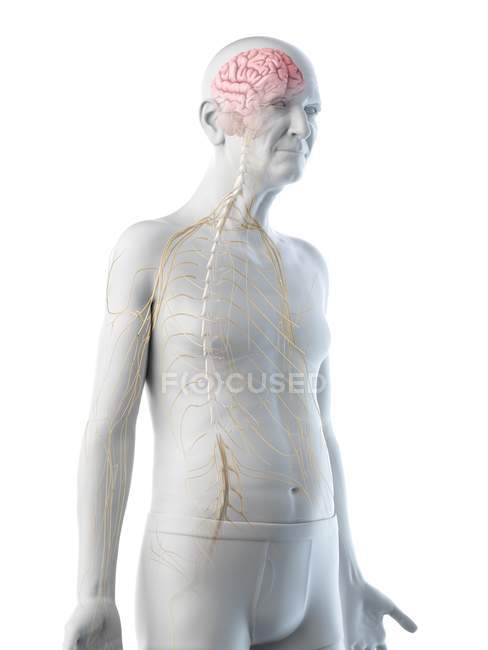 Цифровая иллюстрация анатомии пожилого человека, показывающая мозг и нервы . — стоковое фото