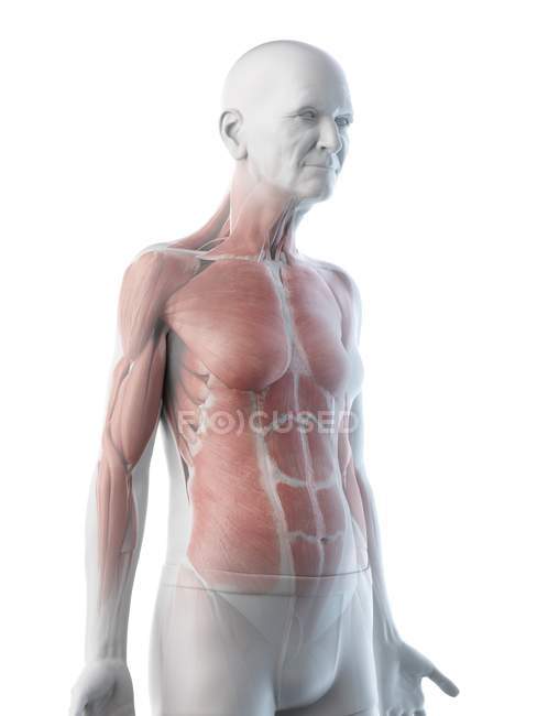 Illustrazione digitale dell'anatomia dell'uomo anziano che mostra i muscoli . — Foto stock