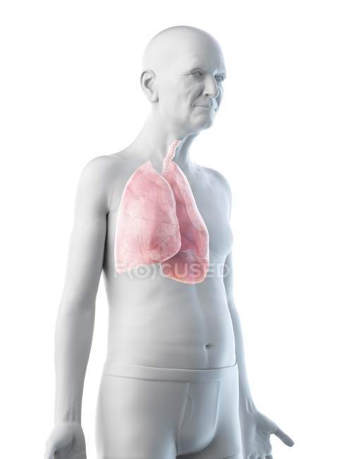 Цифрова ілюстрація анатомії чоловіка похилого віку з легенями.. — стокове фото