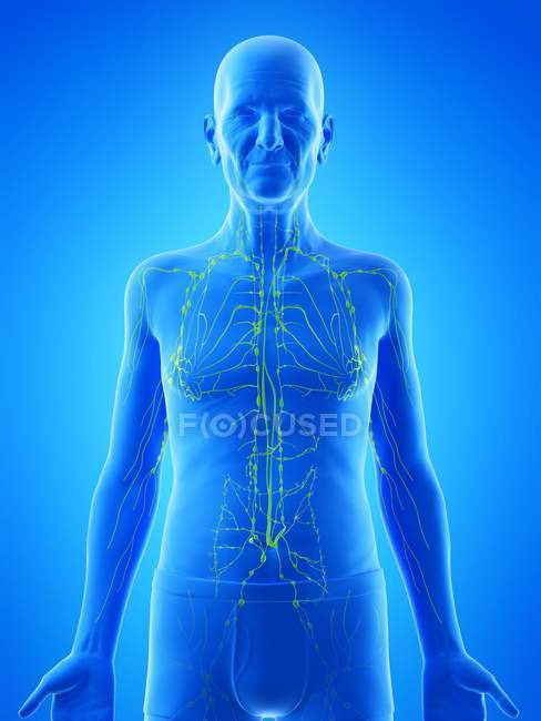 Digitale Illustration der Anatomie eines älteren Mannes, die das Lymphsystem zeigt. — Stockfoto