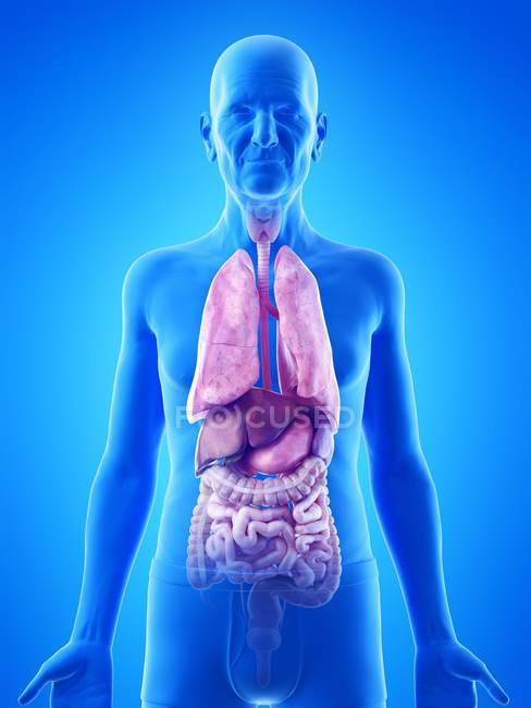 Ilustración digital de la anatomía del hombre mayor que muestra órganos internos
. - foto de stock