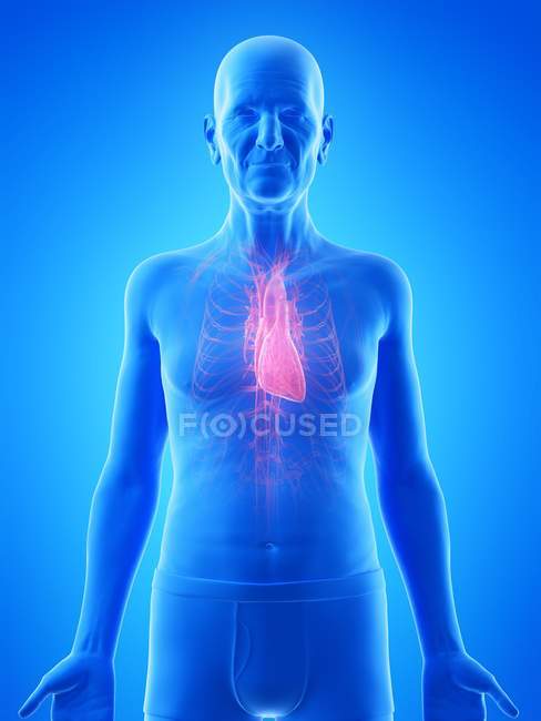 Illustration numérique de l'anatomie de l'homme âgé montrant le cœur . — Photo de stock