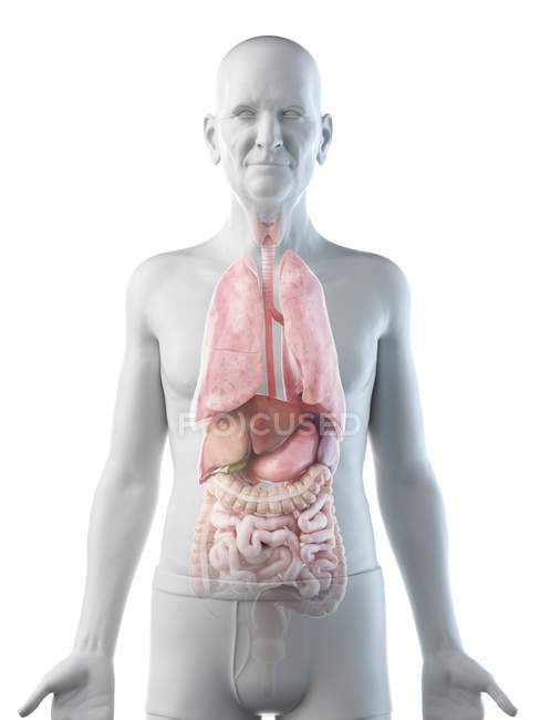 Цифрова ілюстрація анатомії чоловіка похилого віку з внутрішніми органами. — стокове фото