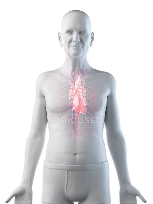 Digitale Illustration der Anatomie eines älteren Mannes mit Herz. — Stockfoto