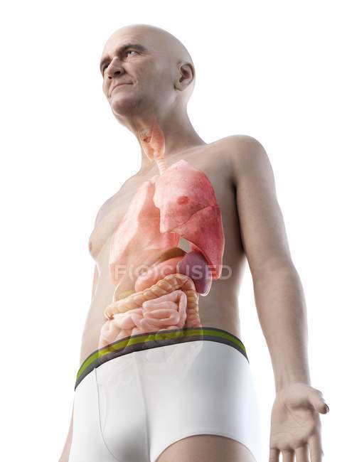 Digitale Illustration der Anatomie eines älteren Mannes, die innere Organe zeigt. — Stockfoto