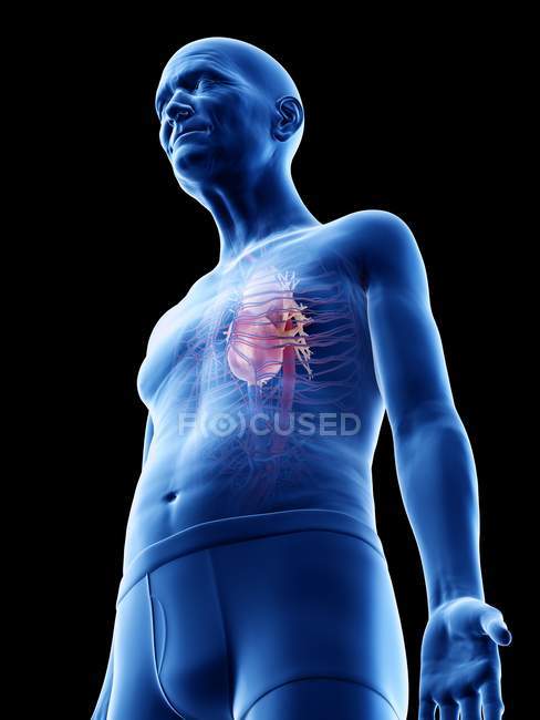 Digital illustration of senior man anatomy showing heart. — Stock Photo