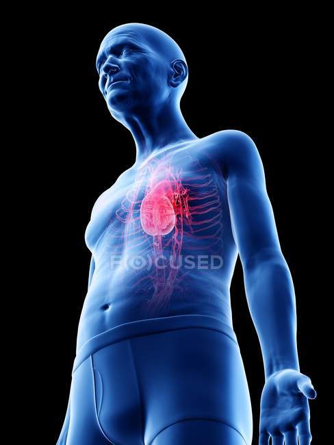 Ilustração digital da anatomia do homem sênior mostrando coração . — Fotografia de Stock