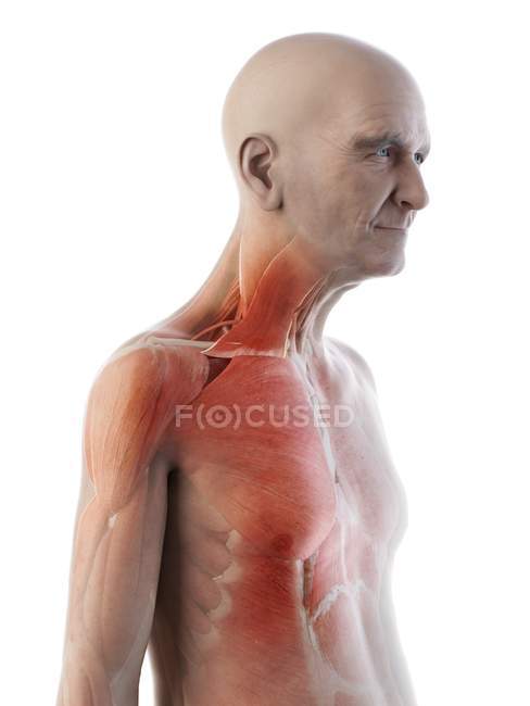 Ilustración digital de la anatomía del hombre mayor que muestra músculos . - foto de stock