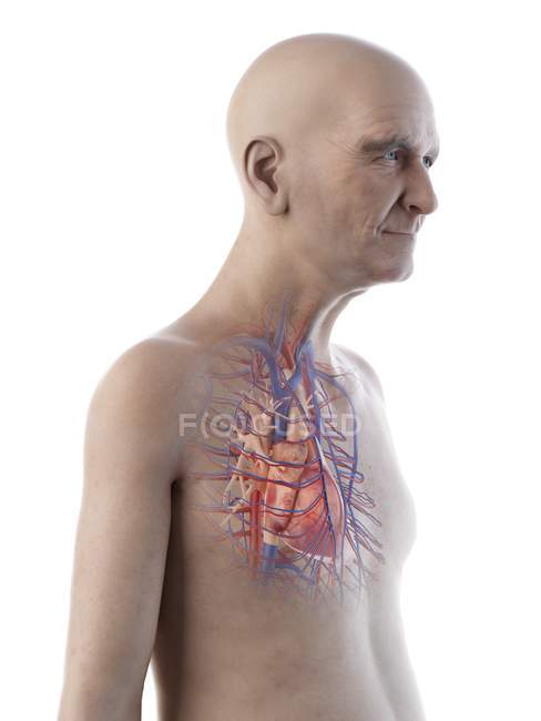 Цифрова ілюстрація анатомії чоловіка похилого віку.. — стокове фото