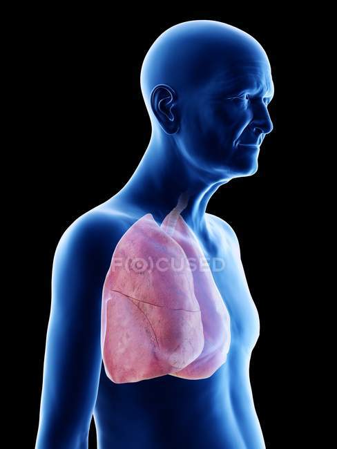 Ilustração digital da anatomia do homem sênior mostrando pulmões . — Fotografia de Stock