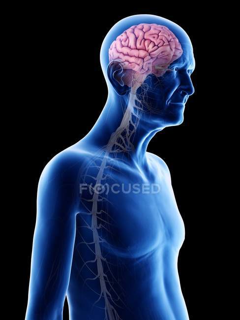 Цифрова ілюстрація анатомії чоловіка похилого віку, що показує мозок і нерви.. — стокове фото