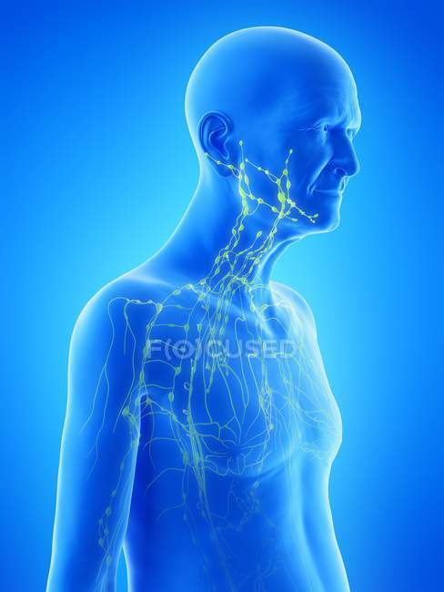 Illustration numérique de l'anatomie de l'homme âgé montrant le système lymphatique . — Photo de stock