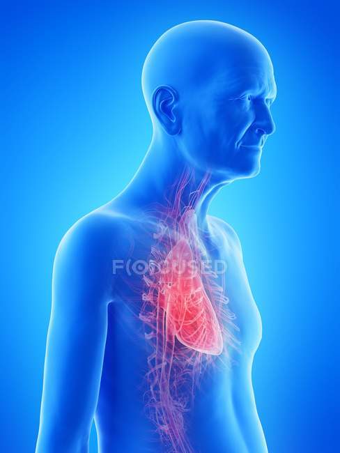 Illustrazione digitale dell'anatomia dell'uomo anziano che mostra il cuore . — Foto stock