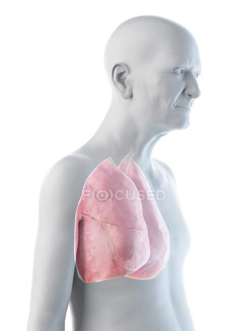 Digital illustration of senior man anatomy showing lungs. — Stock Photo
