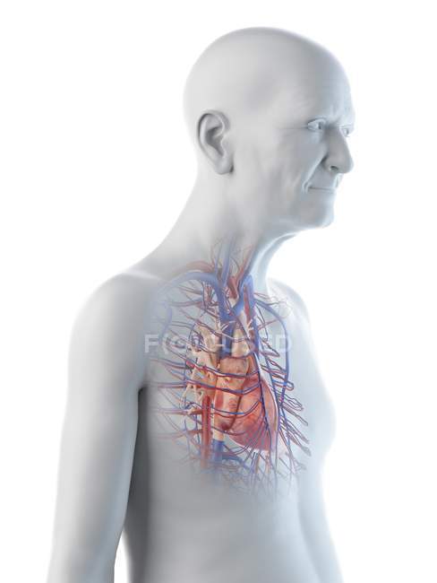 Ilustración digital de la anatomía del hombre mayor que muestra el corazón . - foto de stock