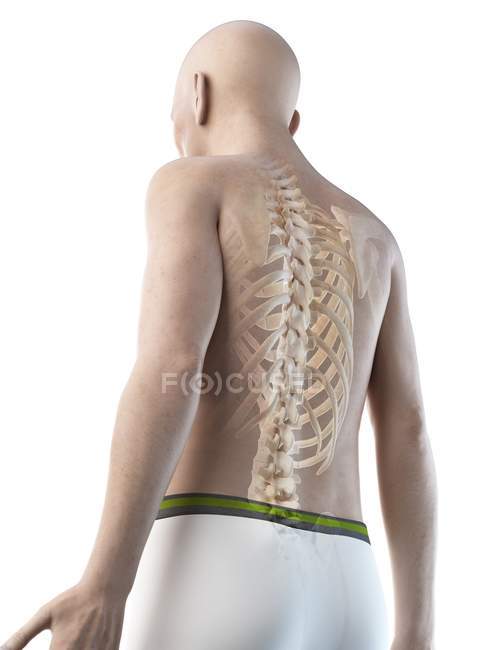 Ilustración anatómica digital de la espalda esquelética del hombre mayor
. — Stock Photo