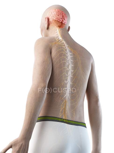 Illustrazione digitale dell'anatomia dell'uomo anziano che mostra cervello e nervi . — Foto stock