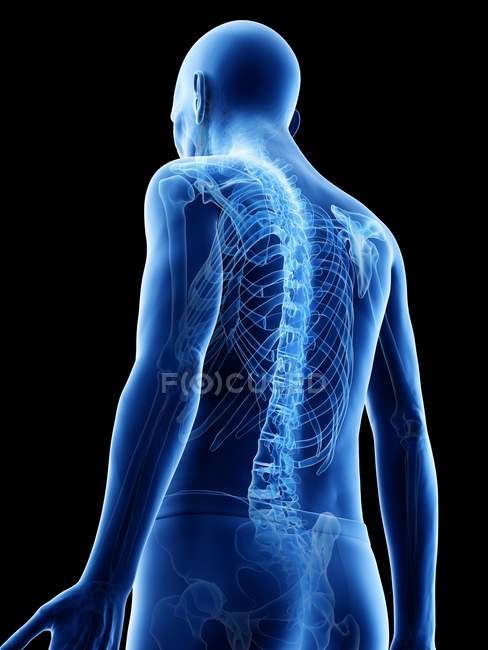 Illustrazione anatomica digitale della schiena scheletrica dell'uomo anziano . — Foto stock