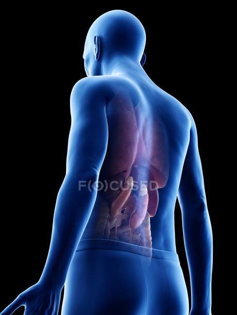 Digital illustration of senior man anatomy showing internal organs. — Stock Photo