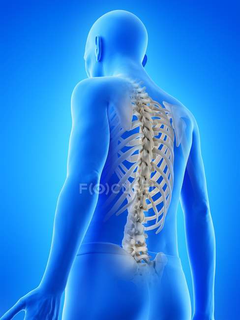 Ilustración anatómica digital de la espalda esquelética del hombre mayor . - foto de stock