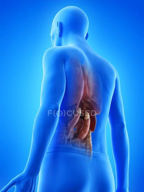 Ilustración digital de la anatomía del hombre mayor que muestra órganos internos
. - foto de stock