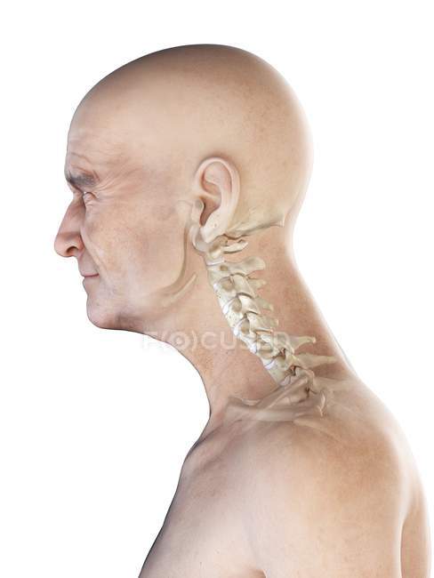 Ilustración anatómica digital del cuello esquelético del hombre mayor . - foto de stock