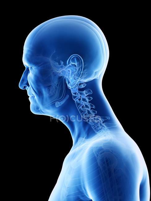 Illustrazione anatomica digitale del collo scheletrico dell'uomo anziano . — Foto stock