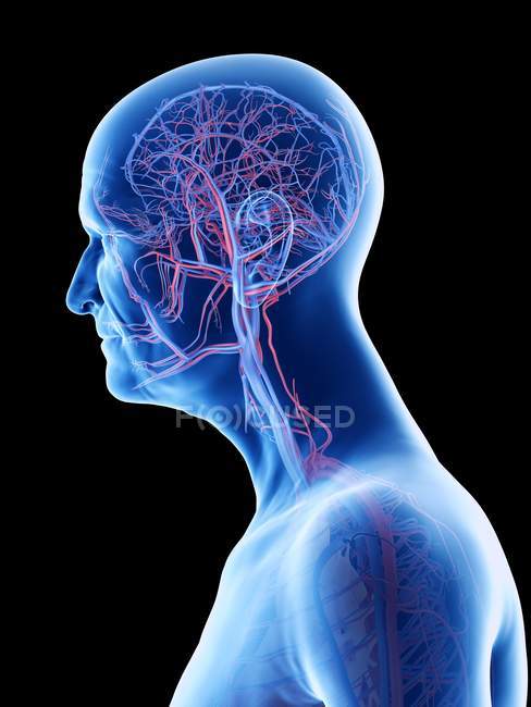 Digital anatomical illustration of arteries and veins in body of senior man. — Stock Photo