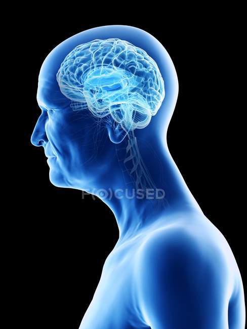 Ilustración anatómica digital del cerebro del hombre mayor
. - foto de stock