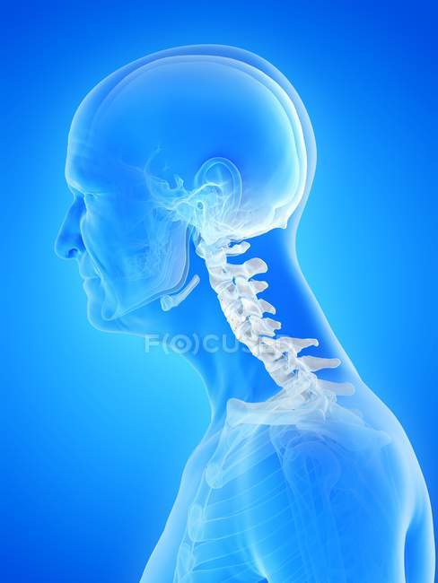 Digital anatomical illustration of skeletal neck of senior man. — Stock Photo