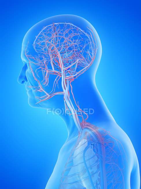 Цифрова анатомічна ілюстрація артерій і вен в тілі старшої людини.. — стокове фото