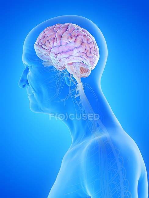 Ilustración digital de la anatomía del hombre mayor mostrando el cerebro y los nervios
. - foto de stock