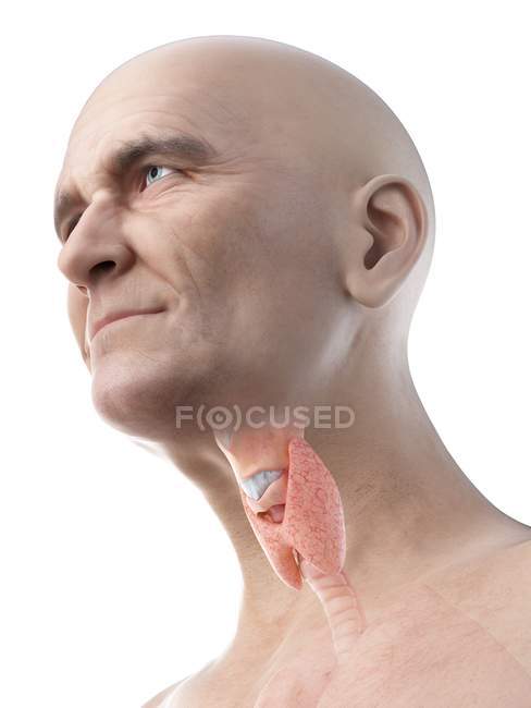 Illustration numérique de la glande thyroïde dans le corps de l'homme âgé
. — Photo de stock