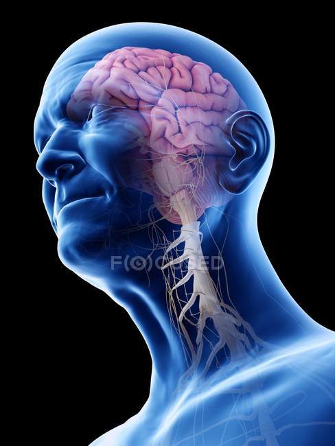 Illustration numérique de l'anatomie des personnes âgées montrant le cerveau et les nerfs . — Photo de stock
