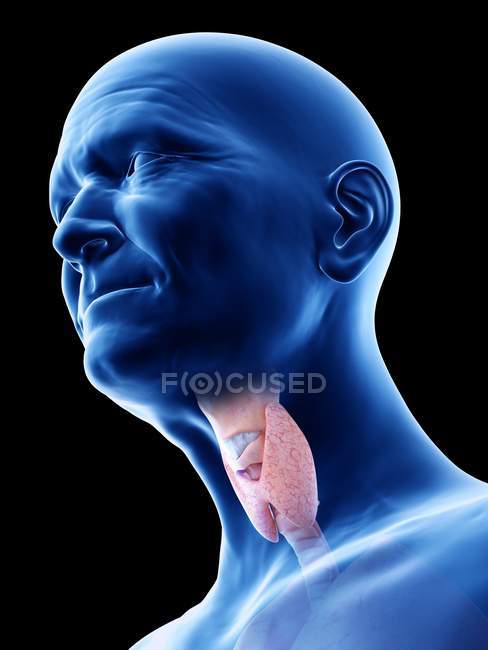 Illustration numérique de la glande thyroïde dans le corps de l'homme âgé . — Photo de stock