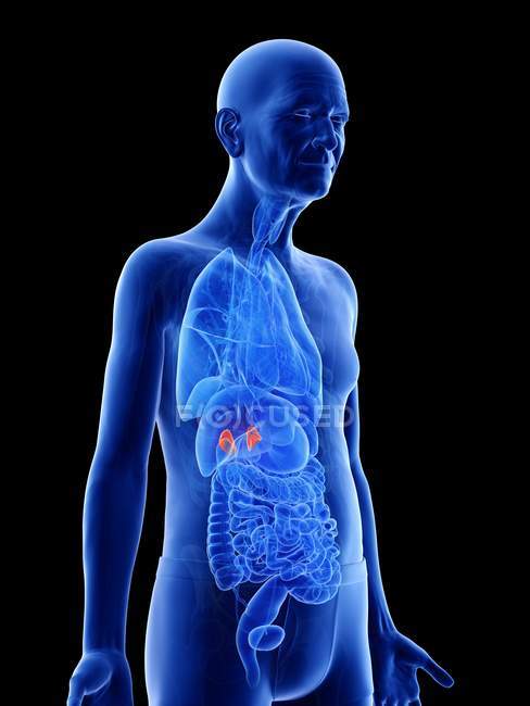 Digital illustration of adrenal glands in senior man body. — Stock Photo