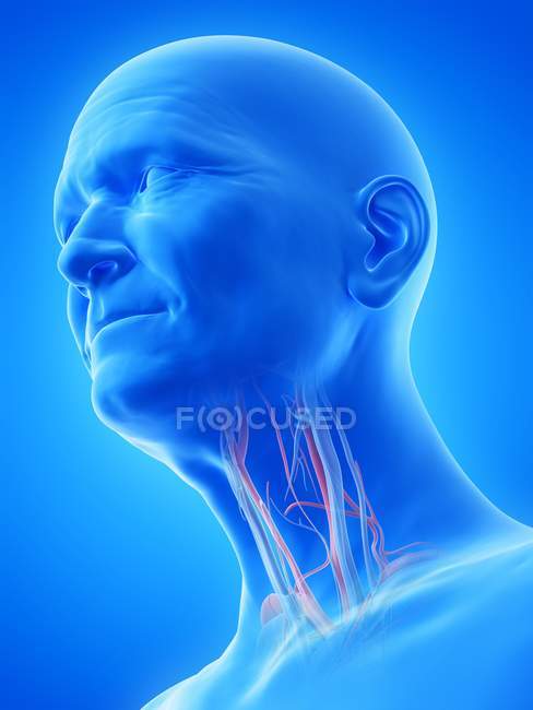 Digital illustration of blood vessels of throat of senior man. — Stock Photo