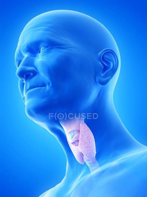 Цифрова ілюстрація щитовидної залози в тілі літньої людини . — стокове фото