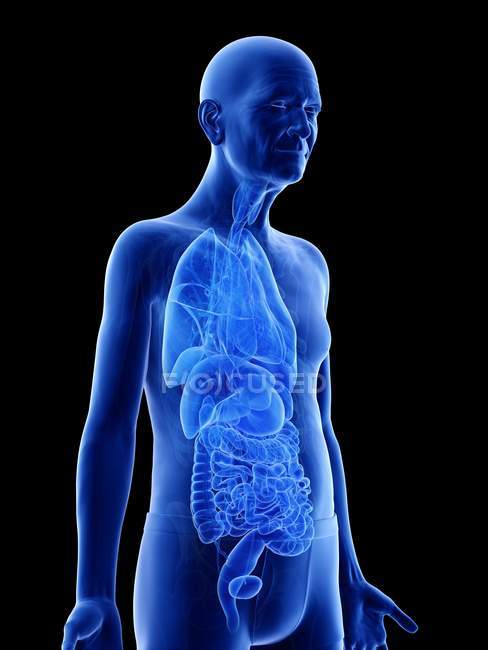 Ilustração digital da anatomia do homem sênior mostrando órgãos internos . — Fotografia de Stock