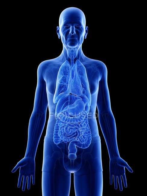 Digital illustration of senior man anatomy showing internal organs. — Stock Photo