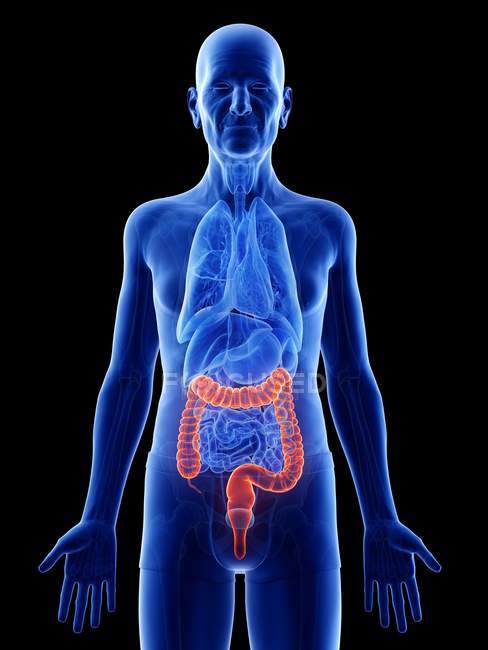 Illustrazione digitale del colon nel corpo dell'uomo anziano . — Foto stock